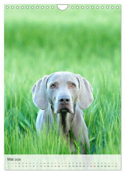 Produktbild: Hundepers&ouml;nlichkeiten (Wandkalender 2026 DIN A4 hoch), CALVENDO Monatskalender