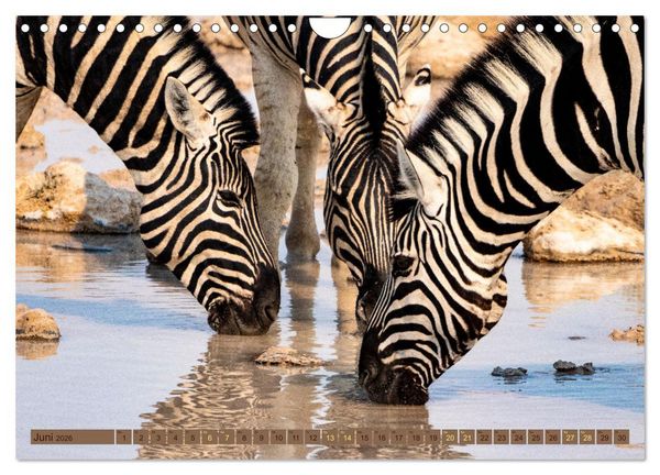 Produktbild: Wildlife Namibia - Etosha und Kalahari (Wandkalender 2026 DIN A4 quer), CALVENDO Monatskalender