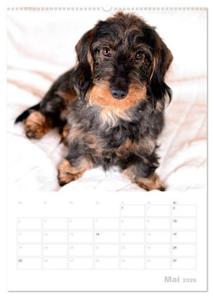 Produktbild: Der Dackel - mein kleiner Freund (hochwertiger Premium Wandkalender 2026 DIN A2 hoch), Kunstdruck in Hochglanz