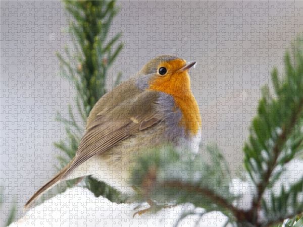 Produktbild: CALVENDO Puzzle Aufgeplustertes Rotkehlchen 1000 Teile Lege-Gr&ouml;&szlig;e 640 x 480 cm Foto-Puzzle Bild von Sabine L&ouml;wer