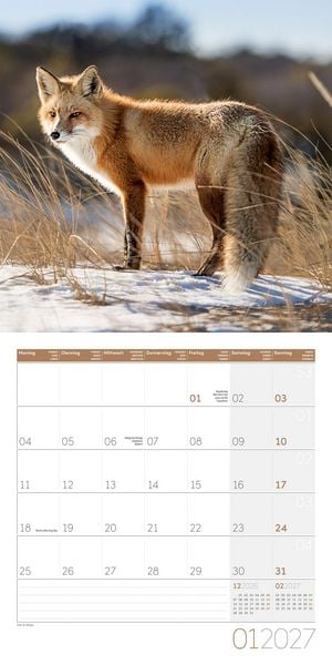 Produktbild: F&uuml;chse Kalender 2027 - 30x30 - Art12