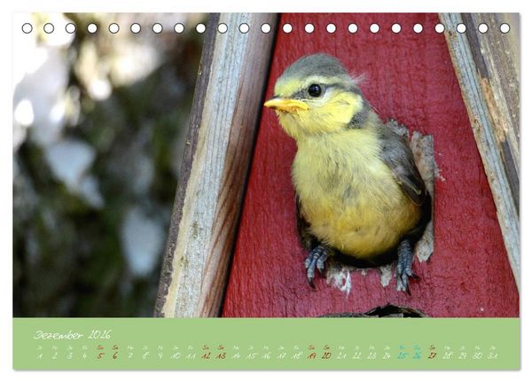 Produktbild: Die Blaumeise, Gast in unserem Garten (Tischkalender 2026 DIN A5 quer), CALVENDO Monatskalender