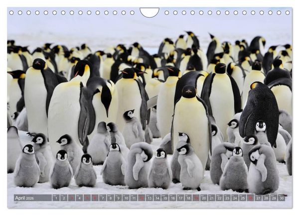 Produktbild: Penguins Unique and amazing birds (Wall Calendar 2026 DIN A4 landscape), CALVENDO 12 Month Wall Calendar