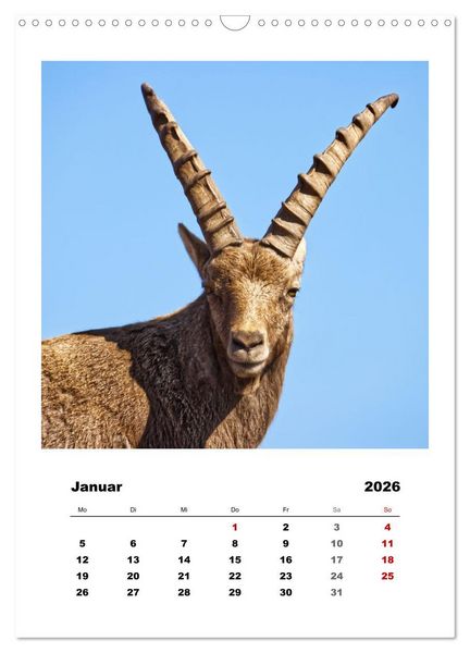 Produktbild: Alpen-Steinb&ouml;cke, imposante Horntr&auml;ger (Wandkalender 2026 DIN A3 hoch), CALVENDO Monatskalender
