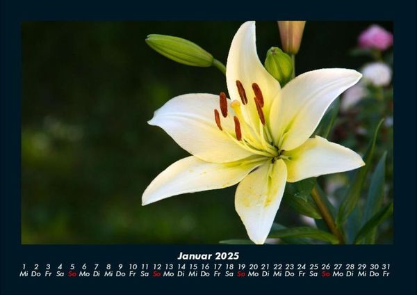 Produktbild: Blumenzauber 2025 Fotokalender DIN A4