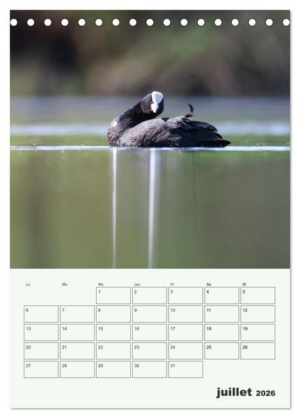 Produktbild: Le monde intime des oiseaux (Calendrier de bureau 2026 DIN A5 horizontal), CALVENDO calendrier mensuel