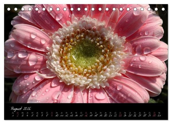 Produktbild: Floral Portraits - Blumen Impression (Tischkalender 2026 DIN A5 quer), CALVENDO Monatskalender