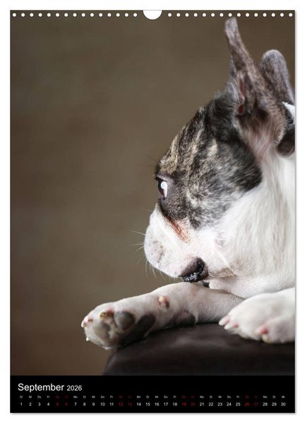 Produktbild: Stille Momente - Die sensible Seite der Hunde (Wandkalender 2026 DIN A3 hoch), CALVENDO Monatskalender