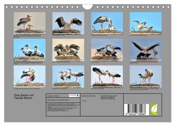 Produktbild: Eine Saison mit Familie Storch (Wandkalender 2026 DIN A4 quer), CALVENDO Monatskalender