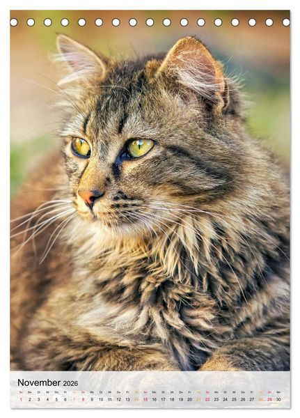 Produktbild: Katzen - s&uuml;&szlig; und kuschelig (Tischkalender 2026 DIN A5 hoch), CALVENDO Monatskalender