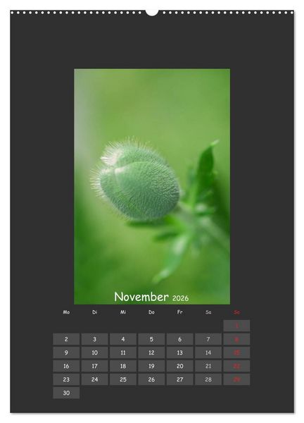 Produktbild: Mohn (Wandkalender 2026 DIN A2 hoch), CALVENDO Monatskalender