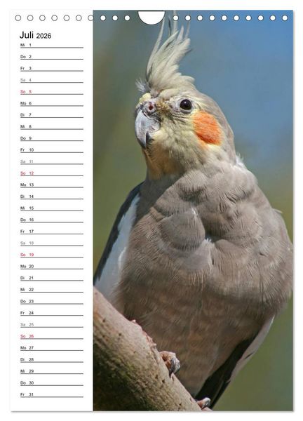 Produktbild: Der Nymphensittich-Terminplaner (Wandkalender 2026 DIN A4 hoch), CALVENDO Monatskalender