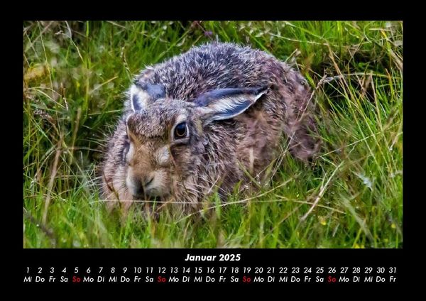Produktbild: Waldbewohner 2025 Fotokalender DIN A3