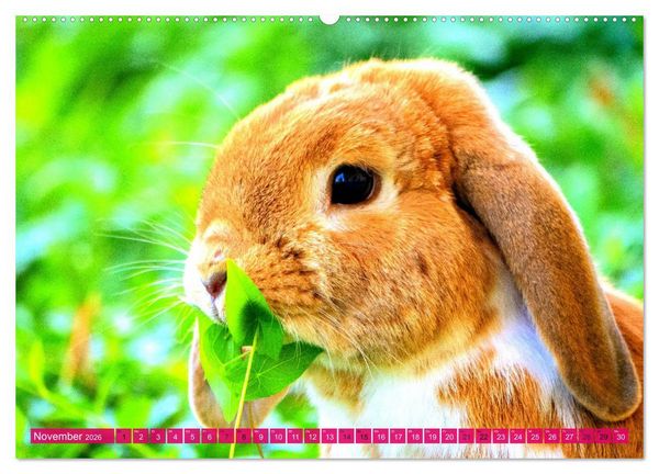 Produktbild: Kaninchen. Putzig, flauschig und geliebt (hochwertiger Premium Wandkalender 2026 DIN A2 quer), Kunstdruck in Hochglanz