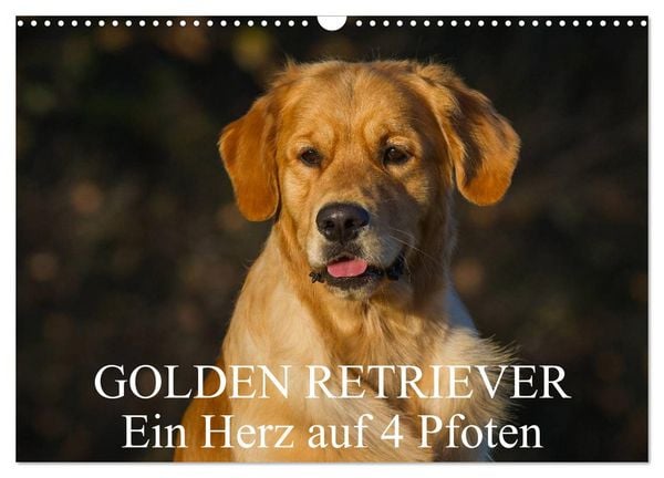 Golden Retriever - Ein Herz auf 4 Pfoten (Wandkalender 2026 DIN A3 quer), CALVENDO Monatskalender