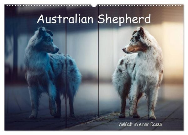 Produktbild: Australian Shepherd - Vielfalt in einer Rasse (Wandkalender 2026 DIN A2 quer), CALVENDO Monatskalender