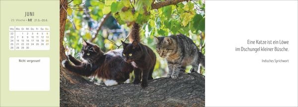 Produktbild: Katzen Premium-Tischplaner 2027 - Der literarische Wochenkalender mit Zitaten