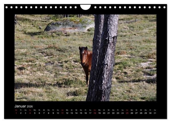 Produktbild: Garranos - Bedrohte Wildpferde Europas (Wandkalender 2026 DIN A4 quer), CALVENDO Monatskalender