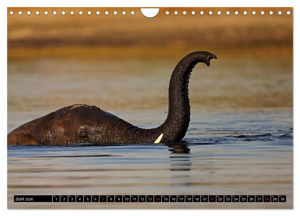 Produktbild: Magie des Augenblicks - Elefanten - Afrikas sanfte Riesen (Wandkalender 2026 DIN A4 quer), CALVENDO Monatskalender