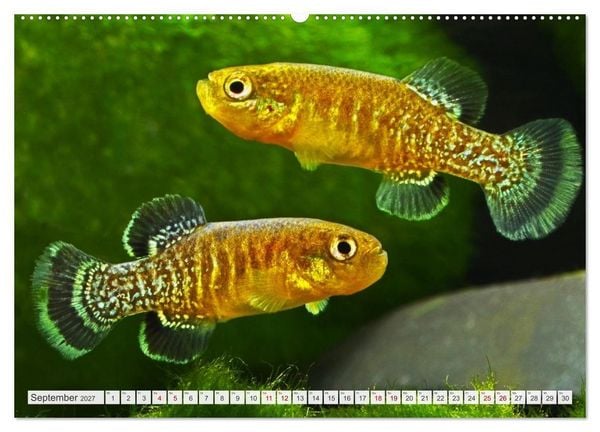 Produktbild: Outdoor-Aquaristik (Wandkalender 2027 DIN A2 quer), CALVENDO Monatskalender