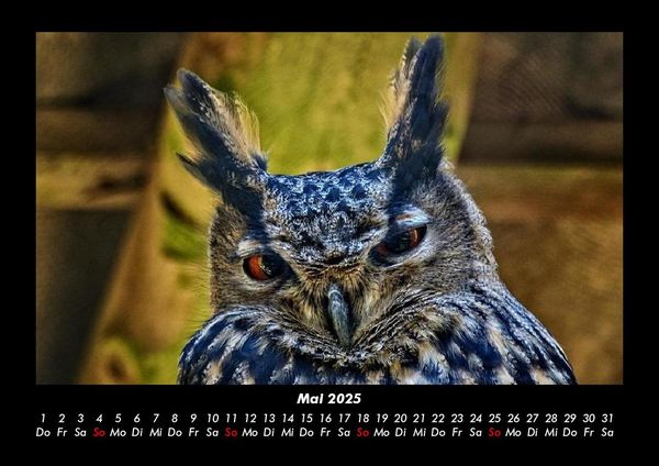 Produktbild: Vogelparadies 2025 Fotokalender DIN A3