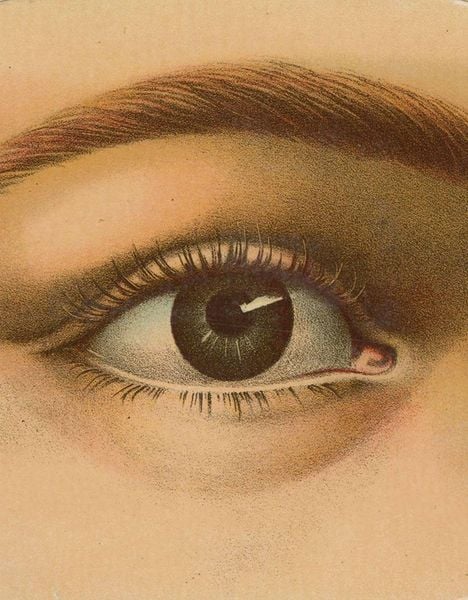 John Derian Picture Book, Gebundene Ausgabe von John Derian, Workman, 978-1-57965-647-8