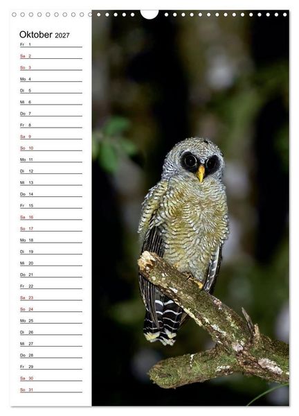 Produktbild: Costa Rica - Magische Tiere des Regenwaldes (Wandkalender 2027 DIN A3 hoch), CALVENDO Monatskalender