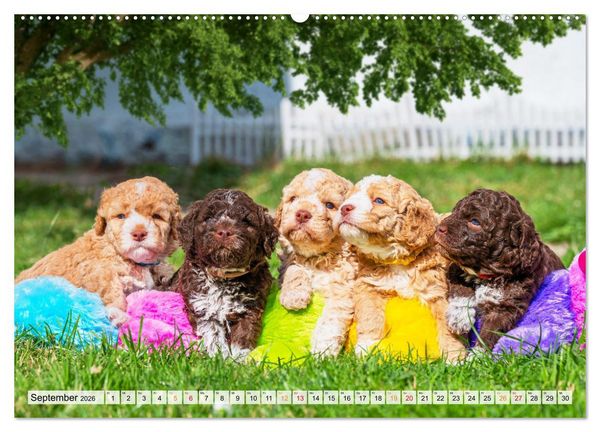 Produktbild: Lagotto Romagnolo - der Tr&uuml;ffelhund Italiens (Wandkalender 2026 DIN A2 quer), CALVENDO Monatskalender
