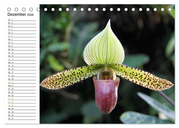 Produktbild: Prachtvolle Orchideen (Tischkalender 2026 DIN A5 quer), CALVENDO Monatskalender