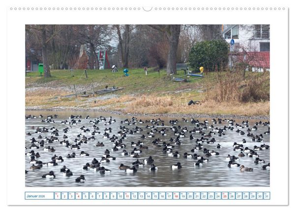 Produktbild: Allensbach am Bodensee (hochwertiger Premium Wandkalender 2026 DIN A2 quer), Kunstdruck in Hochglanz