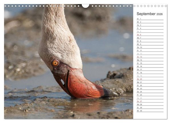 Produktbild: Flamingo Impressionen 2026 (Wandkalender 2026 DIN A3 quer), CALVENDO Monatskalender