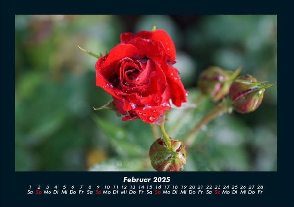 Produktbild: Rosentraum 2025 Fotokalender DIN A4