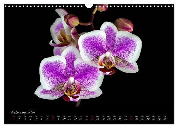 Produktbild: Orchids (Wall Calendar 2026 DIN A3 landscape), CALVENDO 12 Month Wall Calendar
