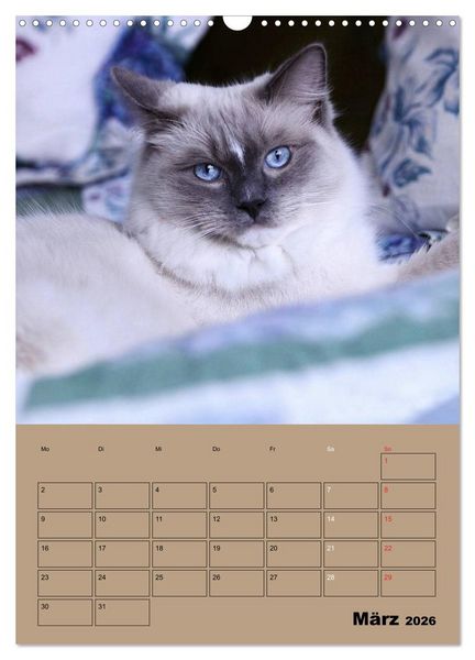 Produktbild: Ragdolls zum Verlieben (Wandkalender 2026 DIN A3 hoch), CALVENDO Monatskalender