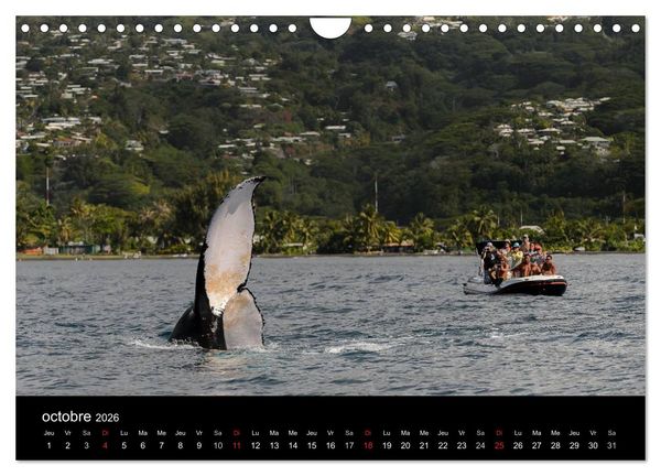 Produktbild: Polyn&eacute;sie fran&ccedil;aise - Magie des &icirc;les (Calendrier mural 2026 DIN A4 vertical), CALVENDO calendrier mensuel