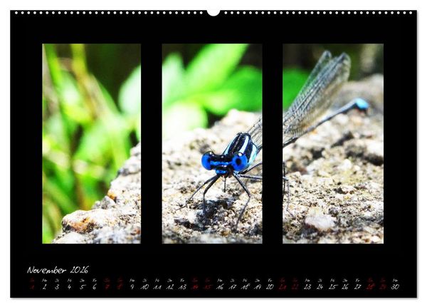 Produktbild: Die Kunst der Natur - Dreifach Stilvoll (hochwertiger Premium Wandkalender 2026 DIN A2 quer), Kunstdruck in Hochglanz