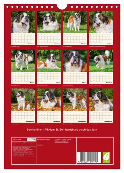 Produktbild: Bernhardiner - Mit dem St. Bernhardshund durch das Jahr (Wandkalender 2026 DIN A4 hoch), CALVENDO Monatskalender