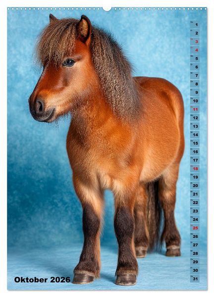 Produktbild: Das Leben ist ein Ponyhof - Zwergponys im Studiolicht (hochwertiger Premium Wandkalender 2026 DIN A2 hoch), Kunstdruck in Hochglanz