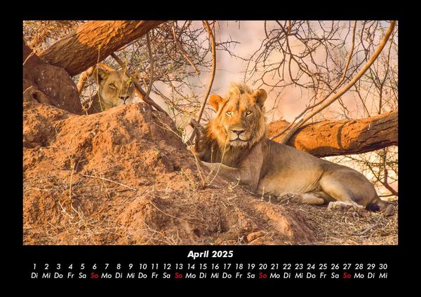 Produktbild: L&ouml;wen in der Wildnis 2025 Fotokalender DIN A3