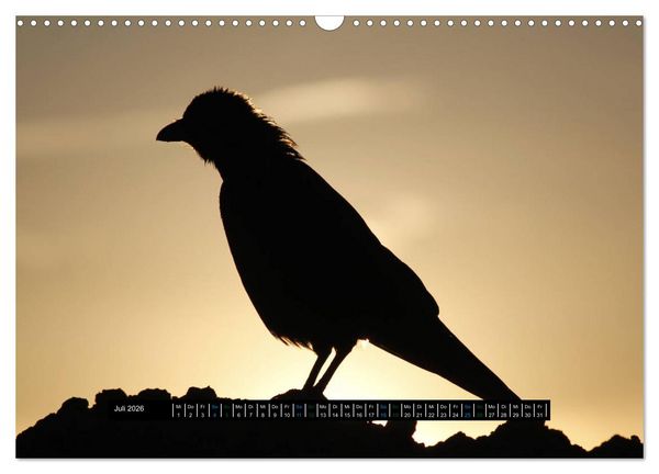 Produktbild: Rabenhafte Momente! (Wandkalender 2026 DIN A3 quer), CALVENDO Monatskalender