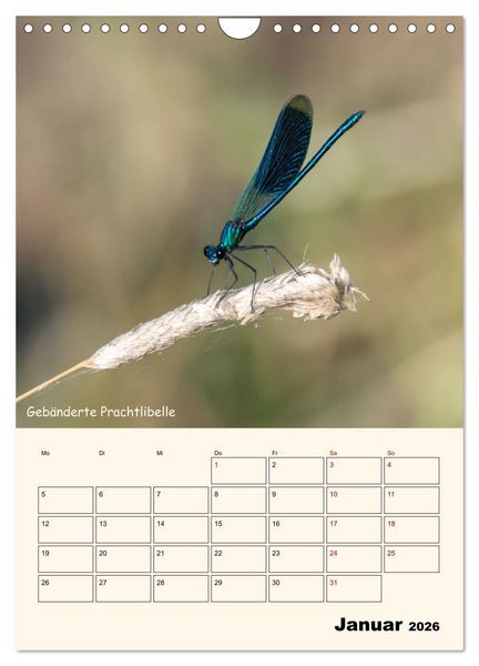 Produktbild: Libellen - Flugk&uuml;nstler in Bayern (Wandkalender 2026 DIN A4 hoch), CALVENDO Monatskalender