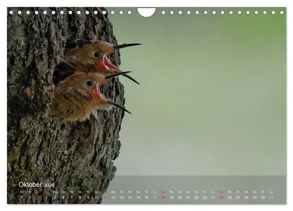 Produktbild: Wiedehopf (Wandkalender 2026 DIN A4 quer), CALVENDO Monatskalender