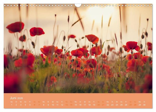Produktbild: Zeitenwandel - Ein Jahr in der Natur (Wandkalender 2026 DIN A3 quer), CALVENDO Monatskalender