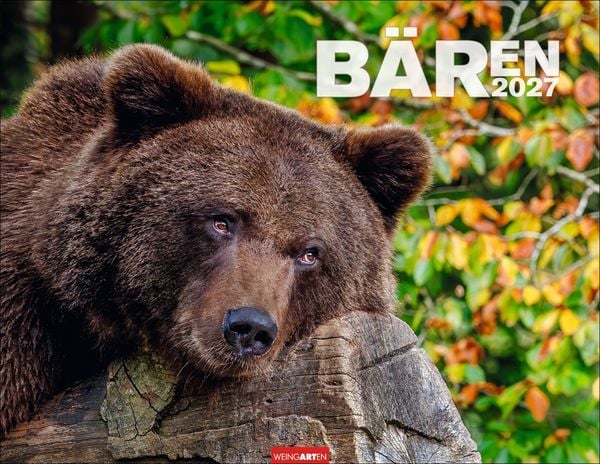 Produktbild: B&auml;ren Kalender 2027