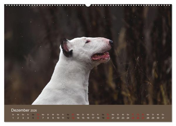 Produktbild: Bullterrier - charmante Herzensbrecher (Wandkalender 2026 DIN A2 quer), CALVENDO Monatskalender