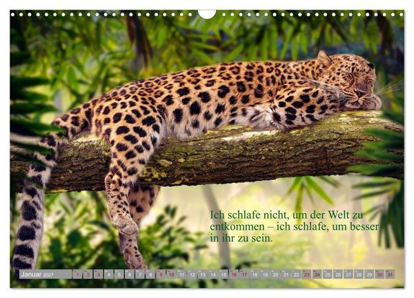 Produktbild: Erst schlafen, dann Welt retten (Wandkalender 2027 DIN A3 quer), CALVENDO Monatskalender