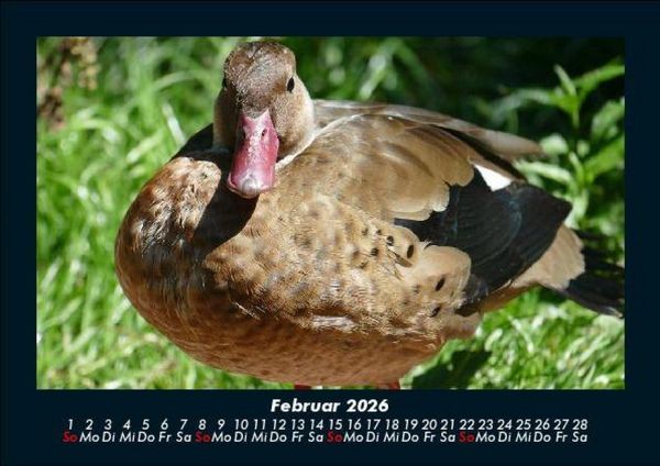 Produktbild: Vogelparadies 2026 Fotokalender DIN A5