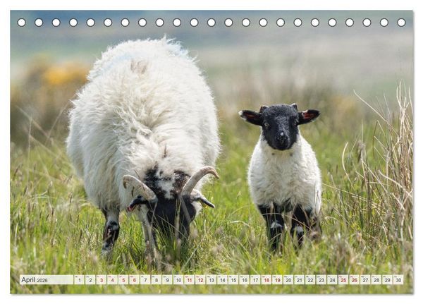 Produktbild: S&uuml;dengland... zu Fu&szlig; (Tischkalender 2026 DIN A5 quer), CALVENDO Monatskalender