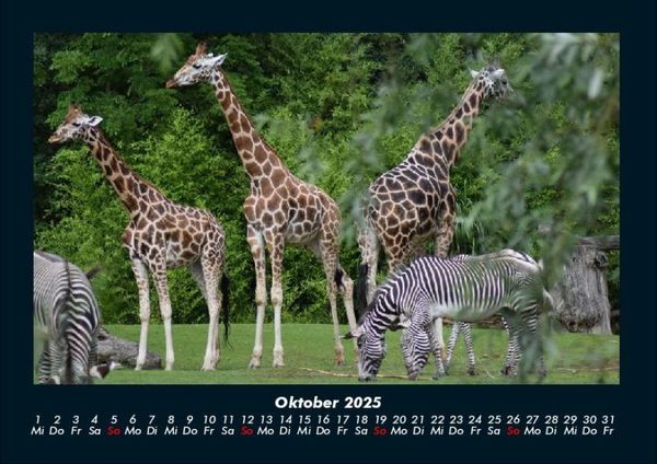Produktbild: Giraffen 2025 Fotokalender DIN A4