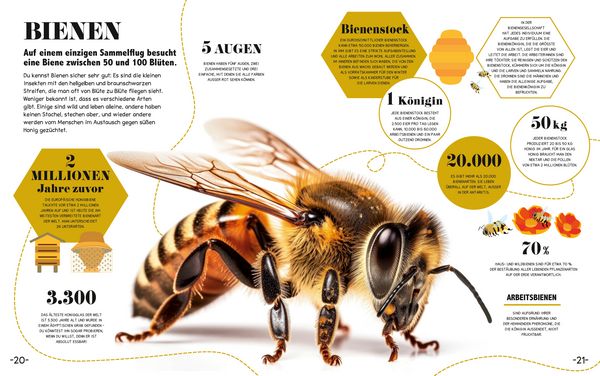 Produktbild: 5-Minuten-Lernen Natur